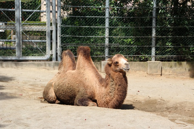 f:id:ksagi:20200430163734j:plain