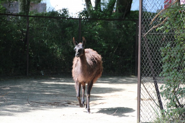 f:id:ksagi:20200430163822j:plain