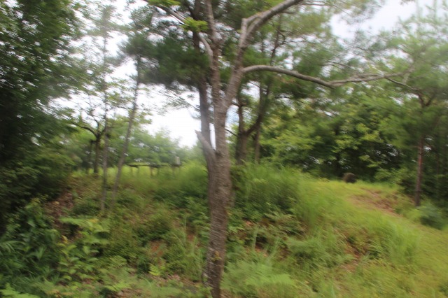 f:id:ksagi:20200508124756j:plain