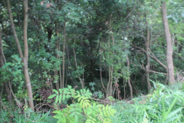 f:id:ksagi:20200508124846j:plain