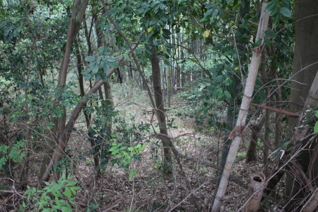 f:id:ksagi:20210903210816j:plain