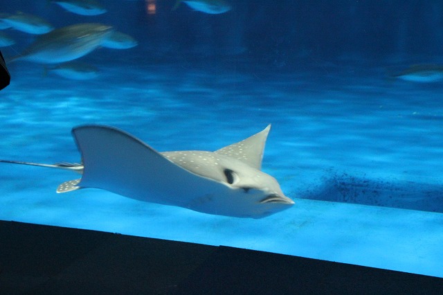 f:id:ksagi:20211123214909j:plain