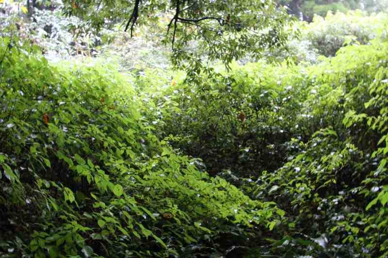 f:id:ksagi:20211128182532j:plain