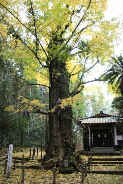 f:id:ksagi:20211128194421j:plain