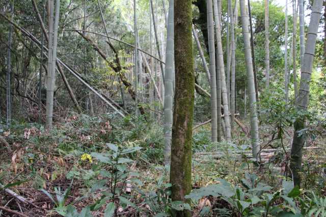 f:id:ksagi:20211128194458j:plain