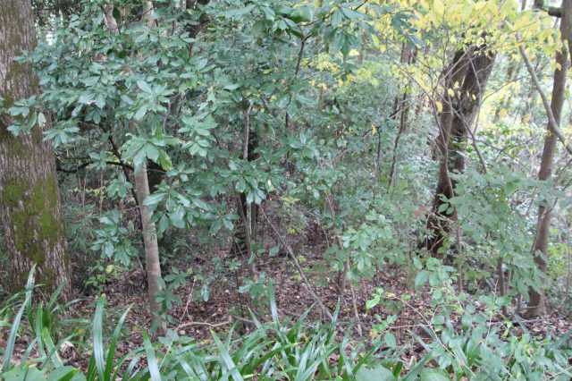 f:id:ksagi:20211128194702j:plain