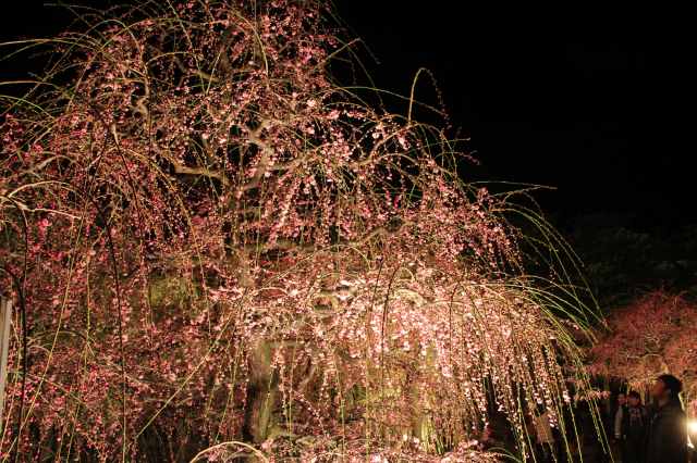 f:id:ksagi:20220103173233j:plain
