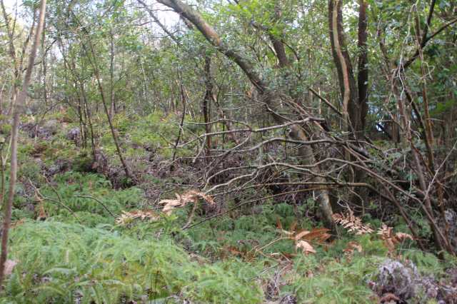 f:id:ksagi:20220104174835j:plain