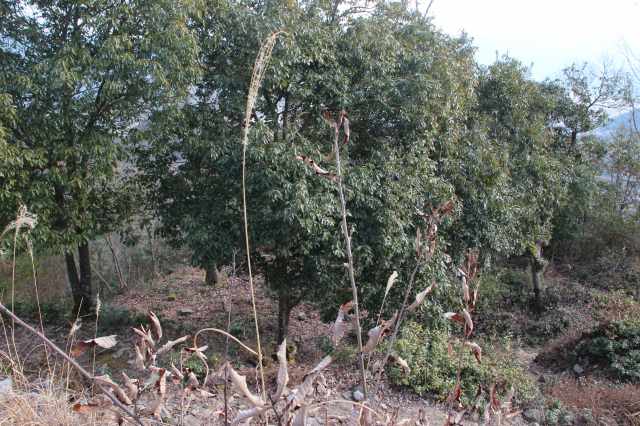 f:id:ksagi:20220104190531j:plain