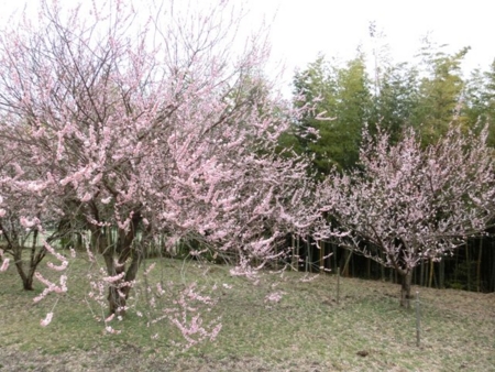 f:id:ksen:20150309094155j:image