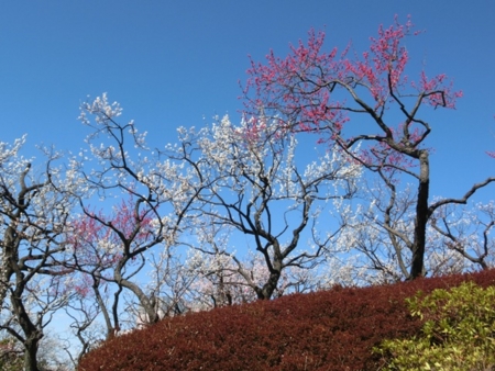 f:id:ksen:20150311103210j:image