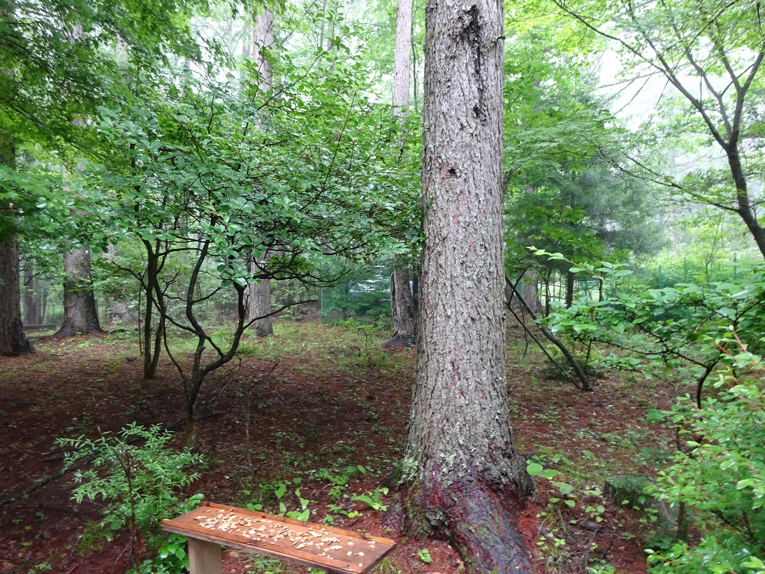 星野道夫と『旅をする木』再び - 川本卓史京都活動日記