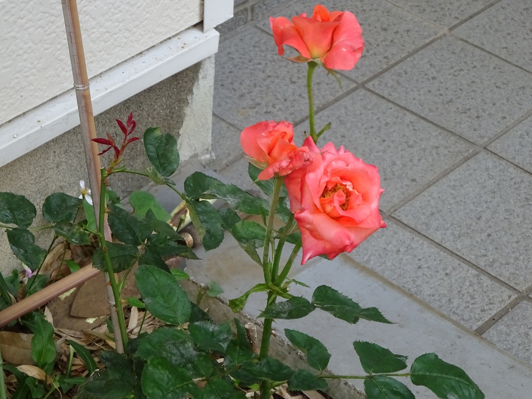 f:id:ksen:20200609075112j:plain