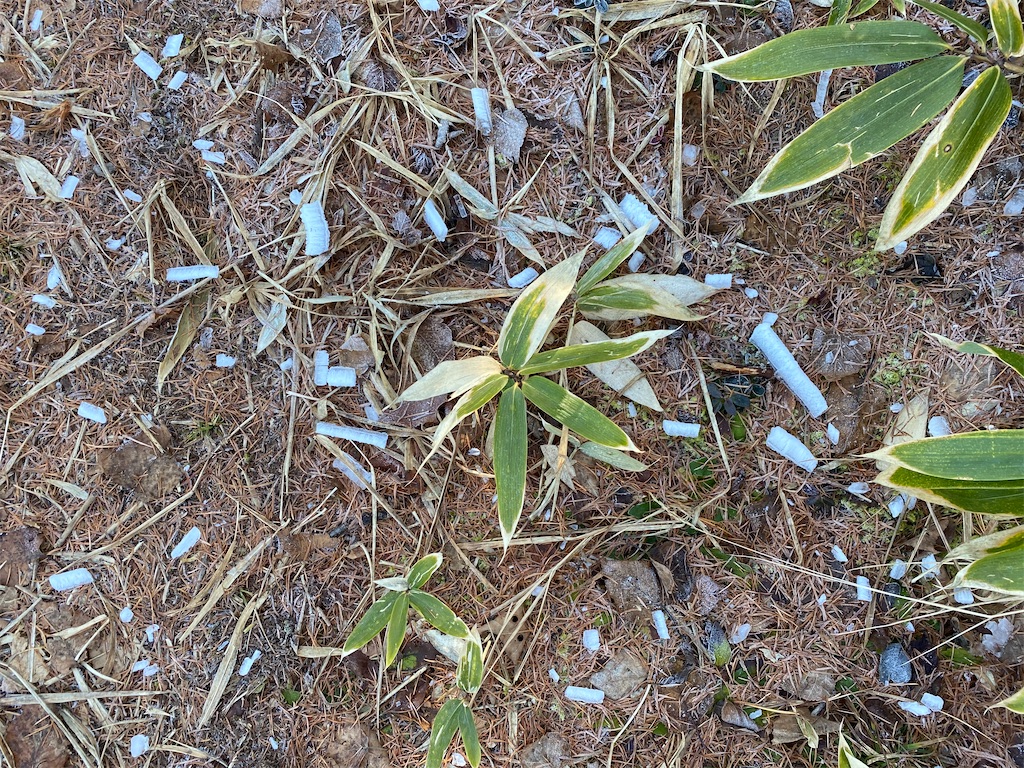 f:id:ksg2999:20201201070655j:image