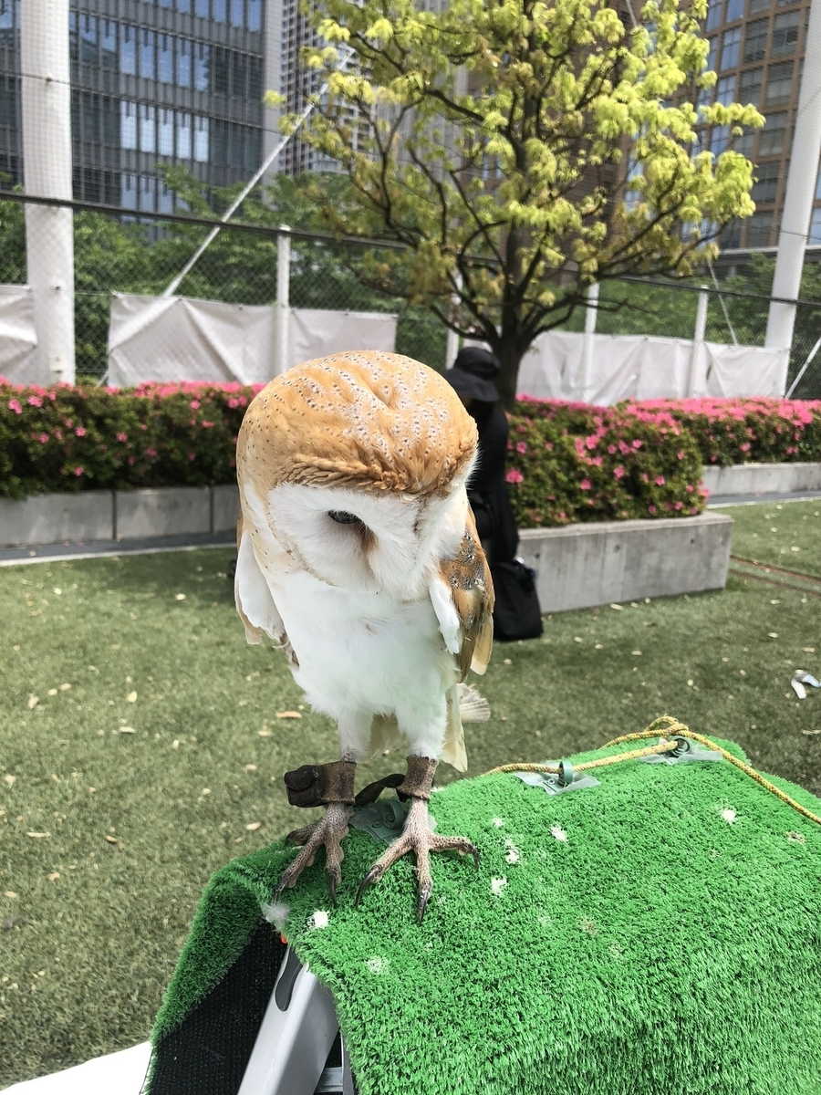 校庭開放 移動動物園