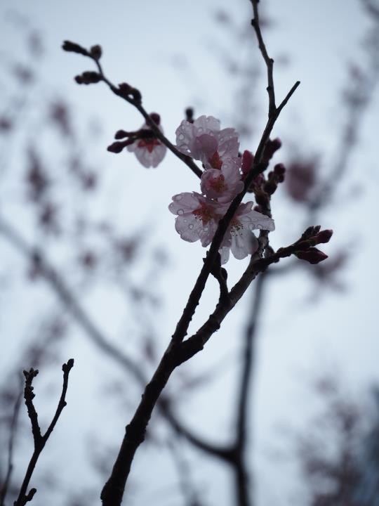 f:id:ksk1130:20160319212236j:plain