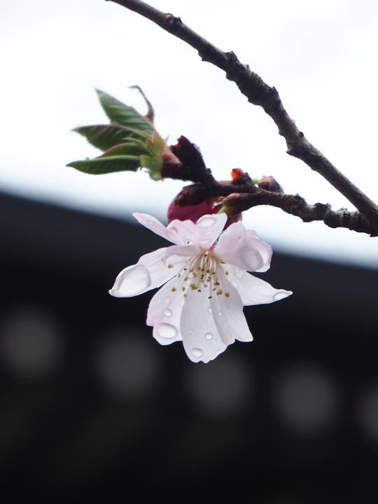 f:id:ksk1130:20160319212242j:plain
