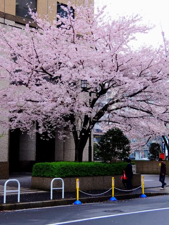 f:id:ksk1130:20160403233721j:plain