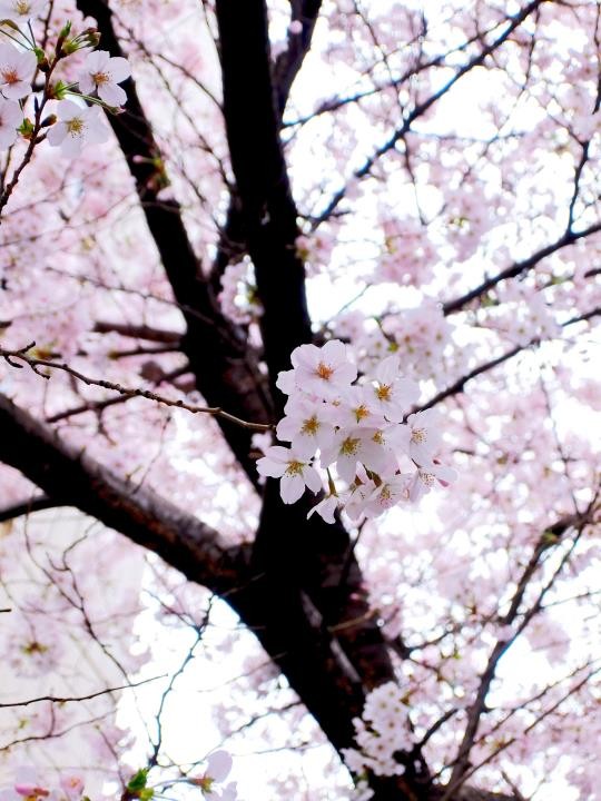 f:id:ksk1130:20160403233722j:plain