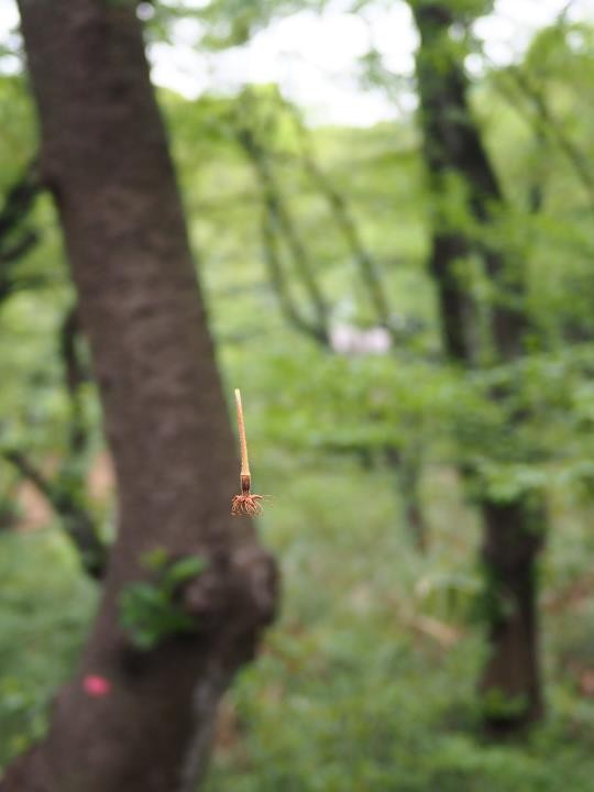 f:id:ksk1130:20160423202215j:plain