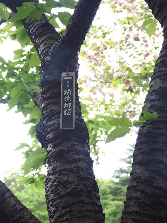 f:id:ksk1130:20160423202225j:plain