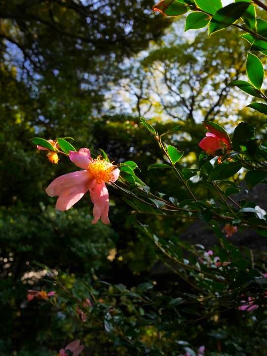 f:id:ksk1130:20161106224041j:plain