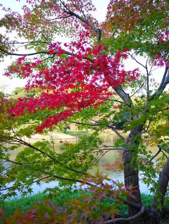 f:id:ksk1130:20161106224050j:plain