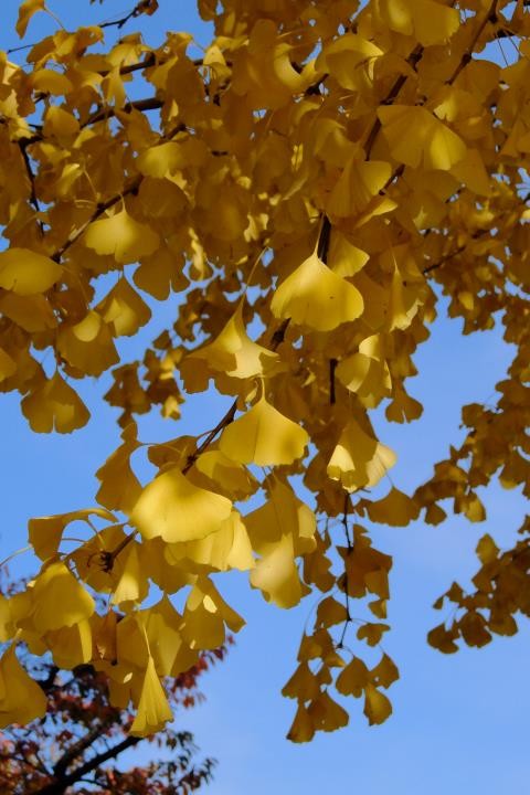 f:id:ksk1130:20161120231254j:plain