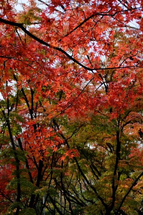 f:id:ksk1130:20161120231309j:plain