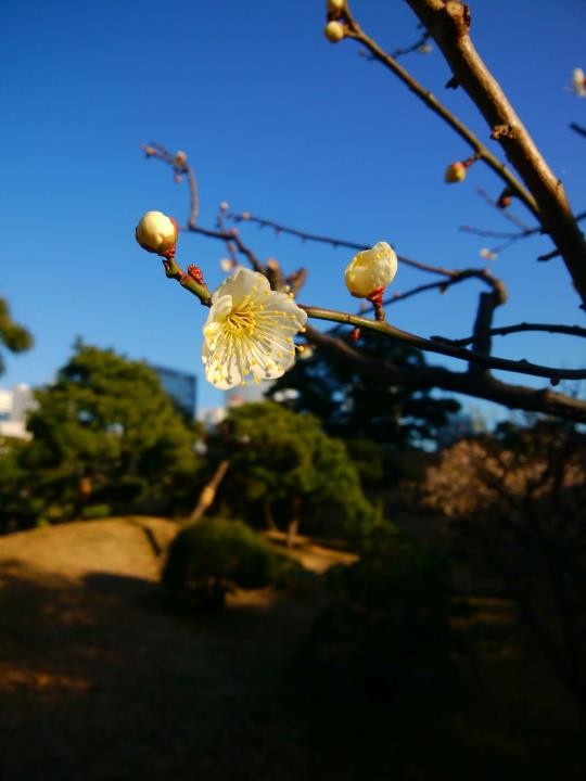f:id:ksk1130:20170205220502j:plain
