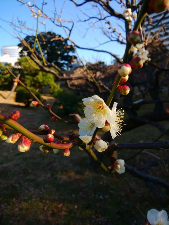 f:id:ksk1130:20170205220504j:plain