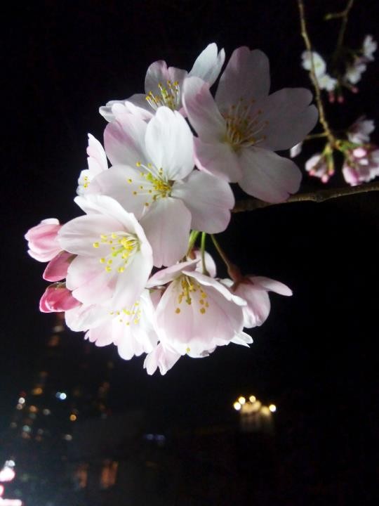f:id:ksk1130:20170330221232j:plain