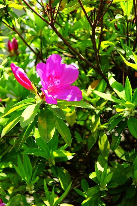 f:id:ksk1130:20170420220540j:plain
