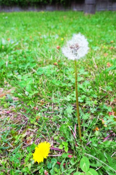 f:id:ksk1130:20170422234659j:plain