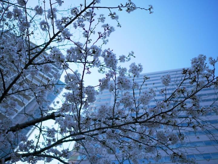 f:id:ksk1130:20180325234327j:plain f:id:ksk1130:20180325234327j:plain