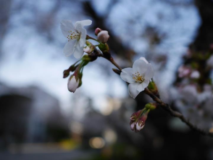 f:id:ksk1130:20180325234328j:plain f:id:ksk1130:20180325234328j:plain