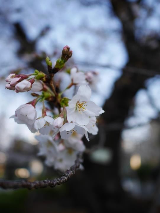 f:id:ksk1130:20180325234329j:plain f:id:ksk1130:20180325234329j:plain