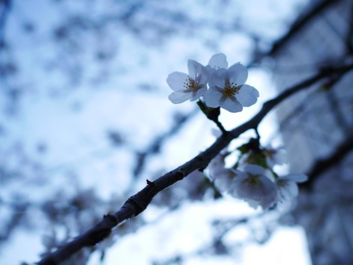 f:id:ksk1130:20180325234331j:plain f:id:ksk1130:20180325234331j:plain