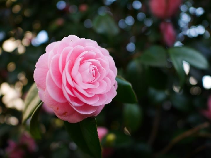 f:id:ksk1130:20180325234337j:plain f:id:ksk1130:20180325234337j:plain
