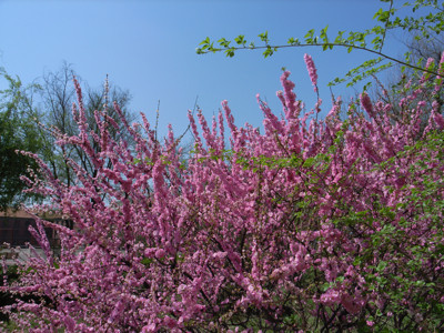 f:id:kskh:20090502111912j:image