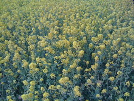 f:id:kskmeuk:20090321161616j:image