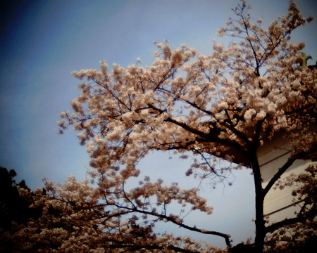 f:id:kskmeuk:20090404190003j:image