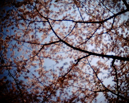 f:id:kskmeuk:20090408185854j:image