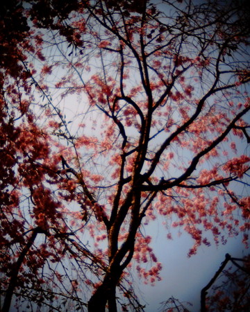 f:id:kskmeuk:20090408185857j:image