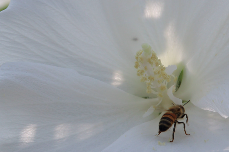 f:id:kskmeuk:20130727004627p:image