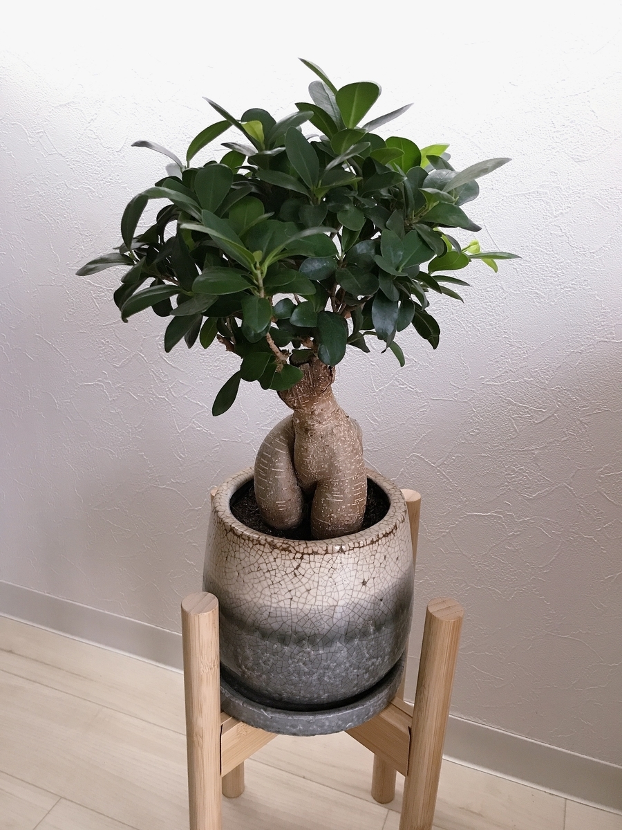 ガジュマルさま専用ページ Amazon｜SUZUHA ガジュマル 盆栽仕立て 観葉植物 本物 5号
