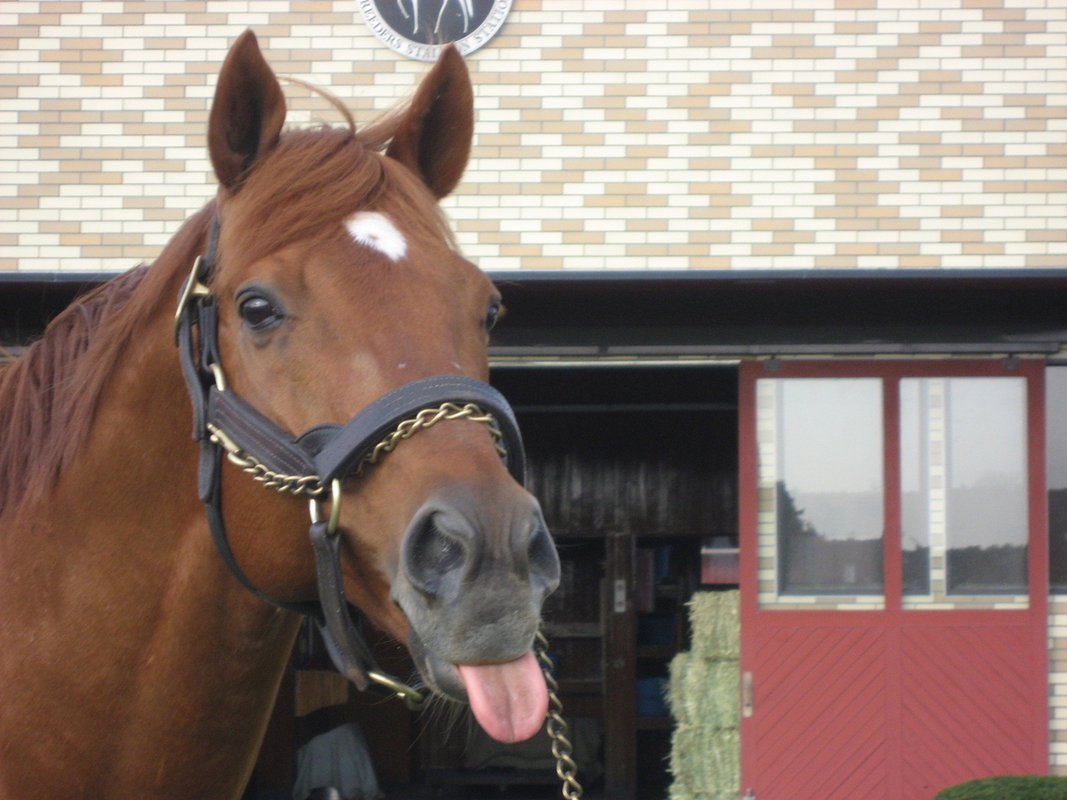 グラスワンダー、天馬となる - My Favourite Horses ～私の好きな馬の