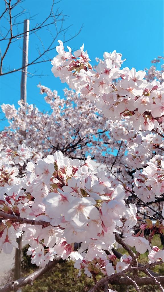 f:id:ksms_o:20240410232422j:image