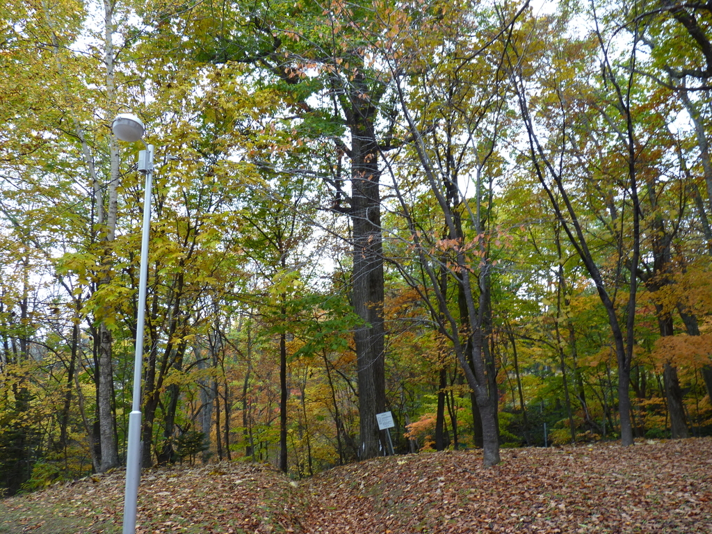 f:id:ksn-bee:20181120234751j:plain