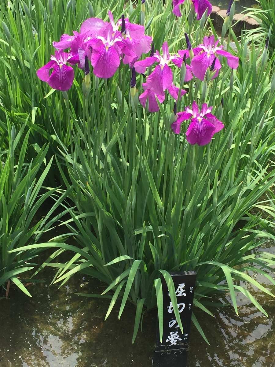 f:id:kssa8008:20200530083704j:plain f:id:kssa8008:20200530083704j:plain